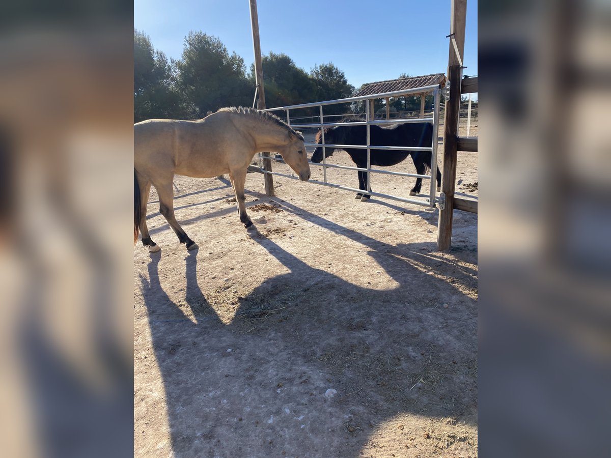 Half Arabier Mix Ruin 13 Jaar 156 cm Falbe in Berg