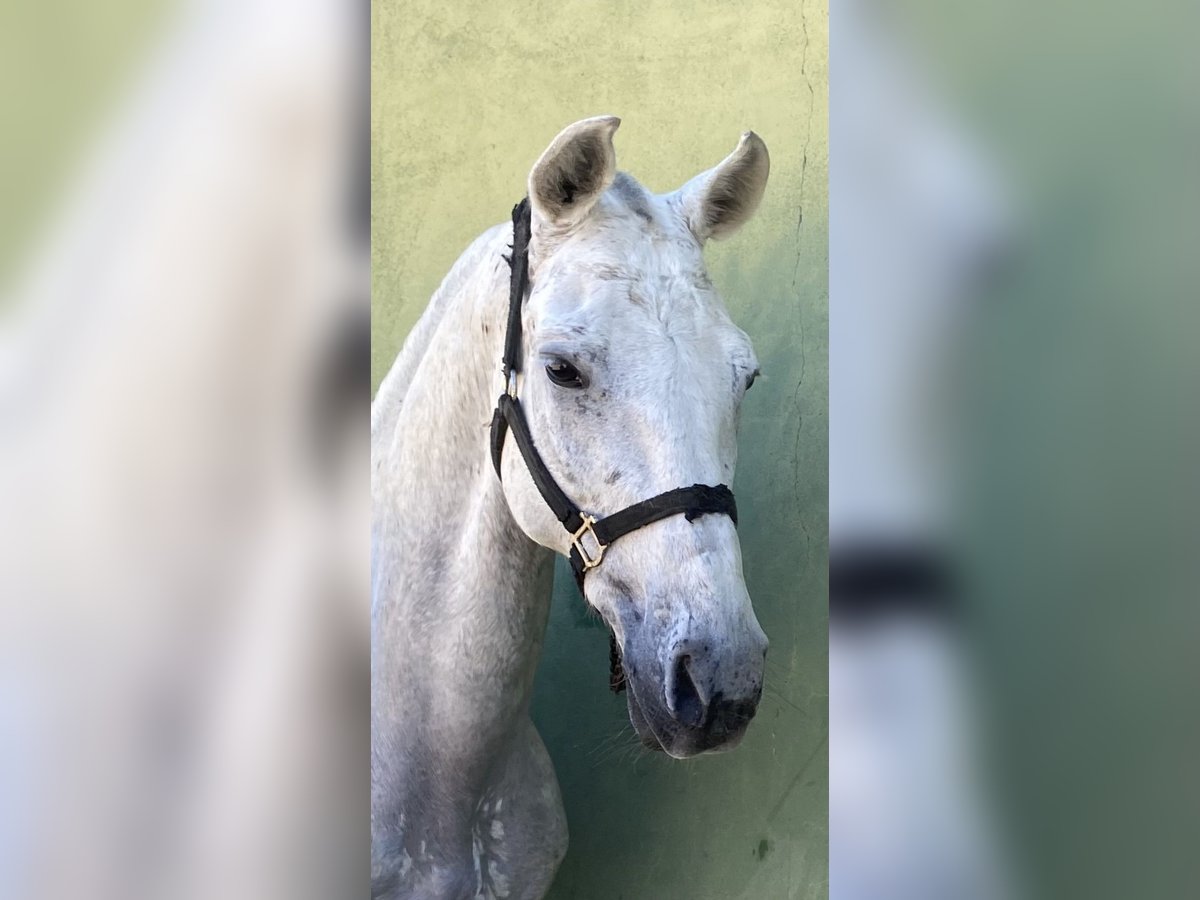 Half Arabier Mix Ruin 14 Jaar Schimmel in Colmenar Viejo