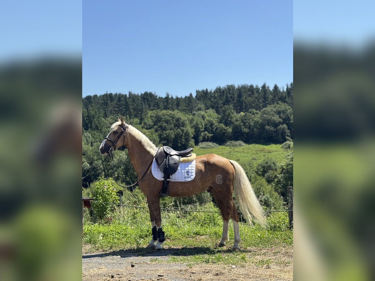 Half Arabier Mix Ruin 6 Jaar 140 cm Palomino in Pamplona/Iru&#xF1;a