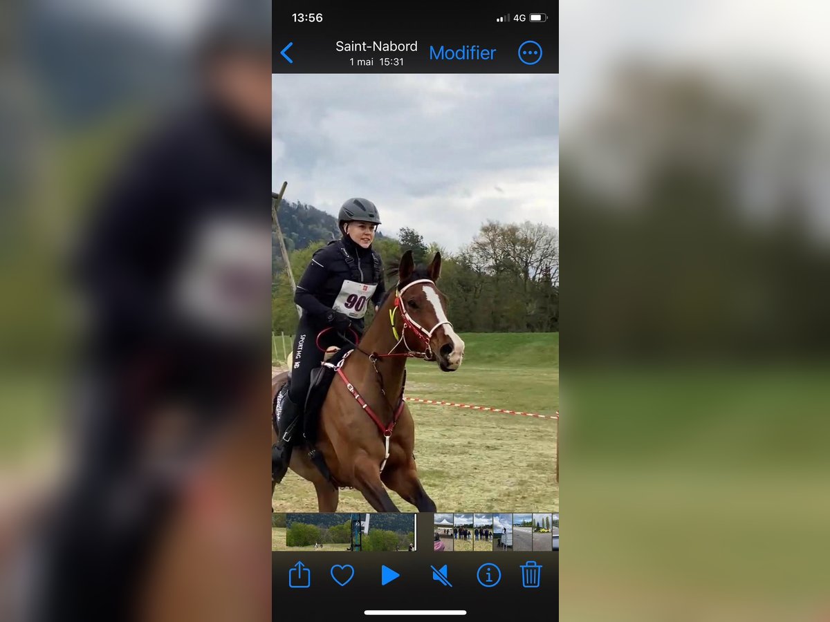 Half Arabier Ruin 9 Jaar 157 cm Donkerbruin in Lörrach