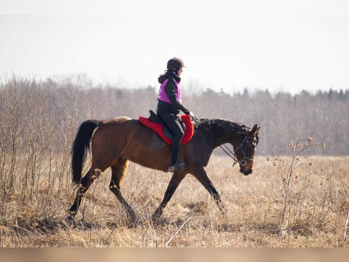 Half Arabs Gelding 10 years 15,2 hh Bay in Hatu