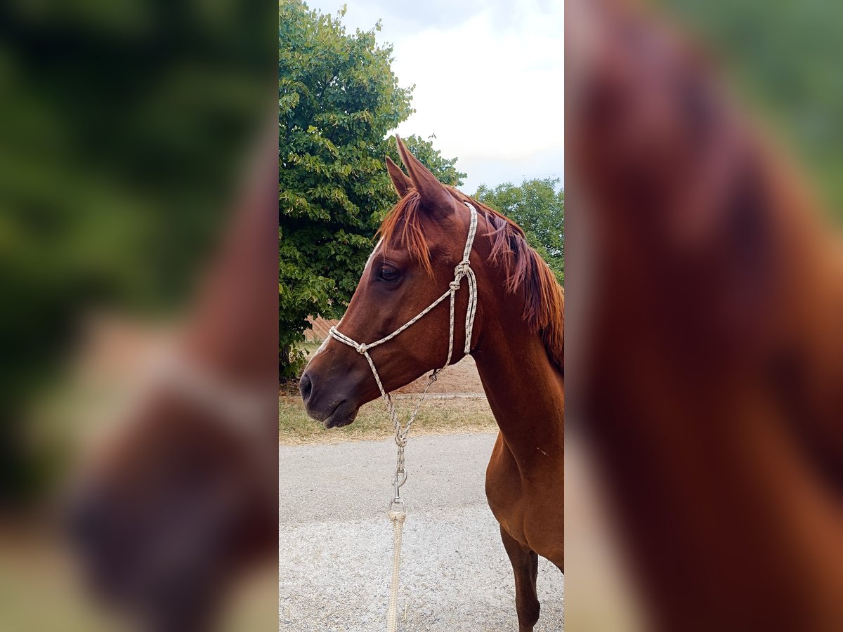 Half Arabs Gelding 3 years 14,2 hh Chestnut in Saint ambroix