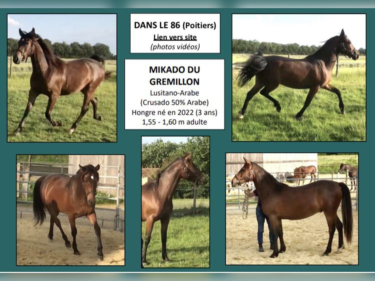 Half Arabs Gelding 3 years 15,1 hh Brown in VERNON