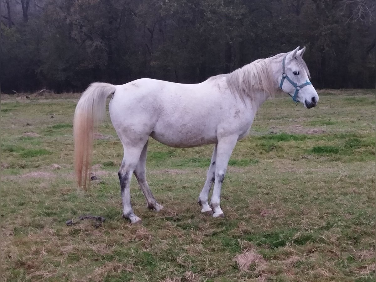 Half Arabs Mare 10 years 14,1 hh Gray in Merkwiller-Pechelbronn