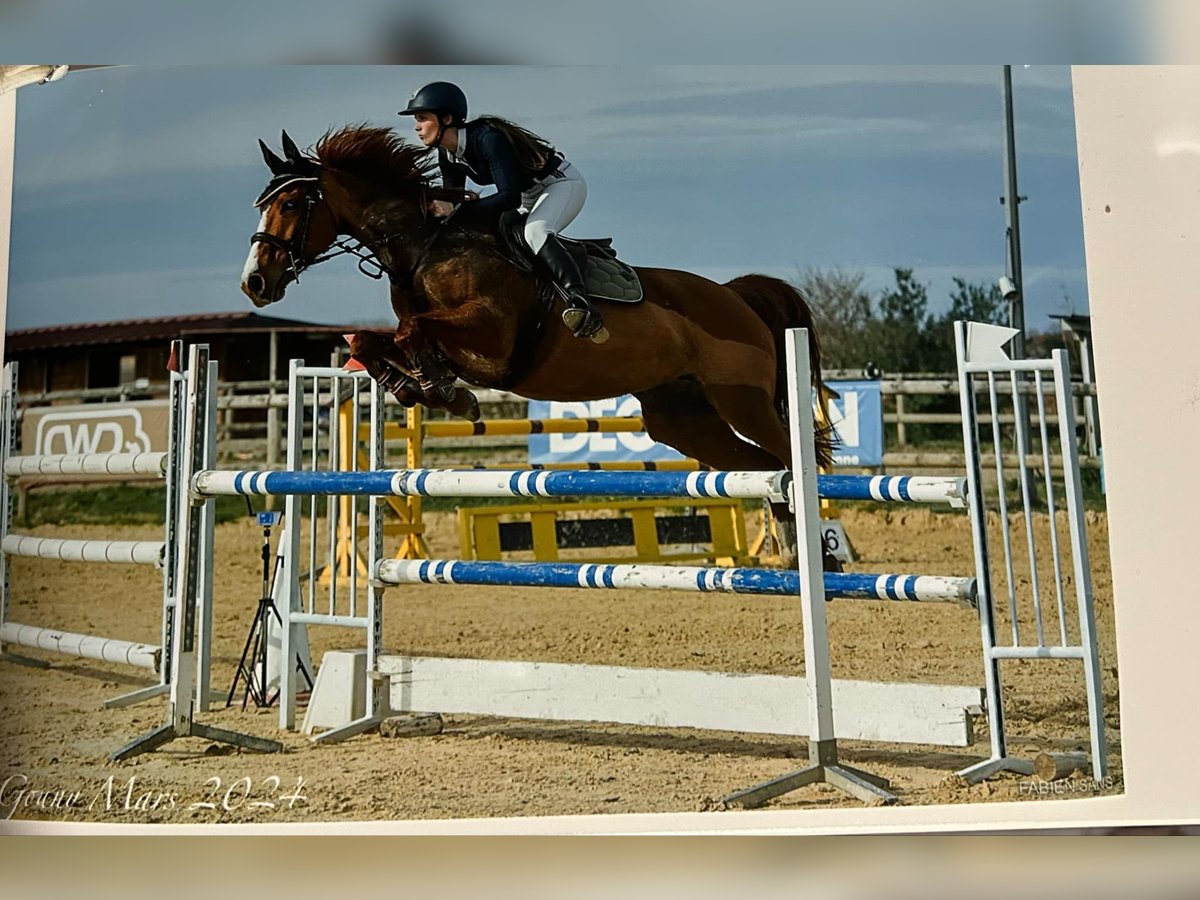 Half Arabs Mare 11 years 15,1 hh Chestnut-Red in Montesquieu-Volvestre