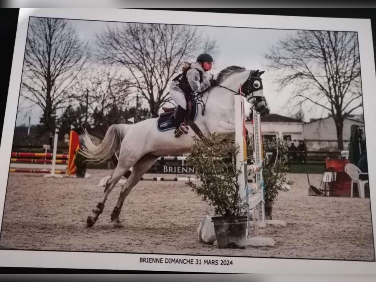 Half Arabs Mare 12 years 14,1 hh Gray in Lignières