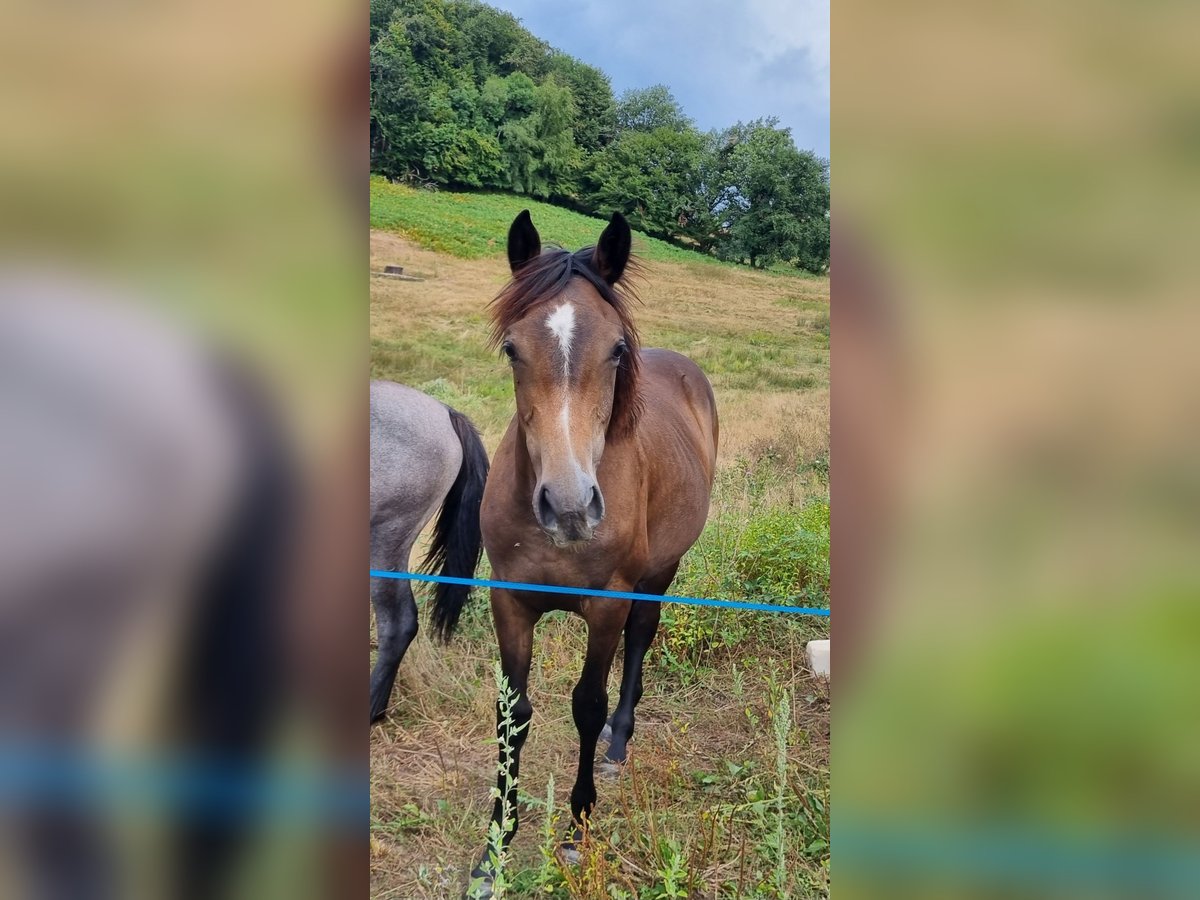 Half Arabs Mare 1 year Brown Falb mold in GIMEL LES CASCADES