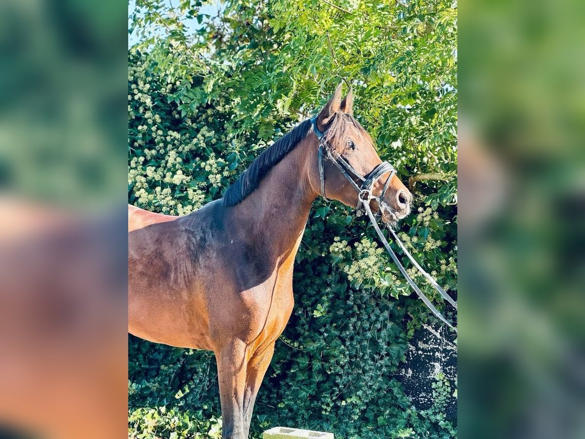 Half Arabs Mare 4 years 15,1 hh Brown in Biesme-sous-thuin