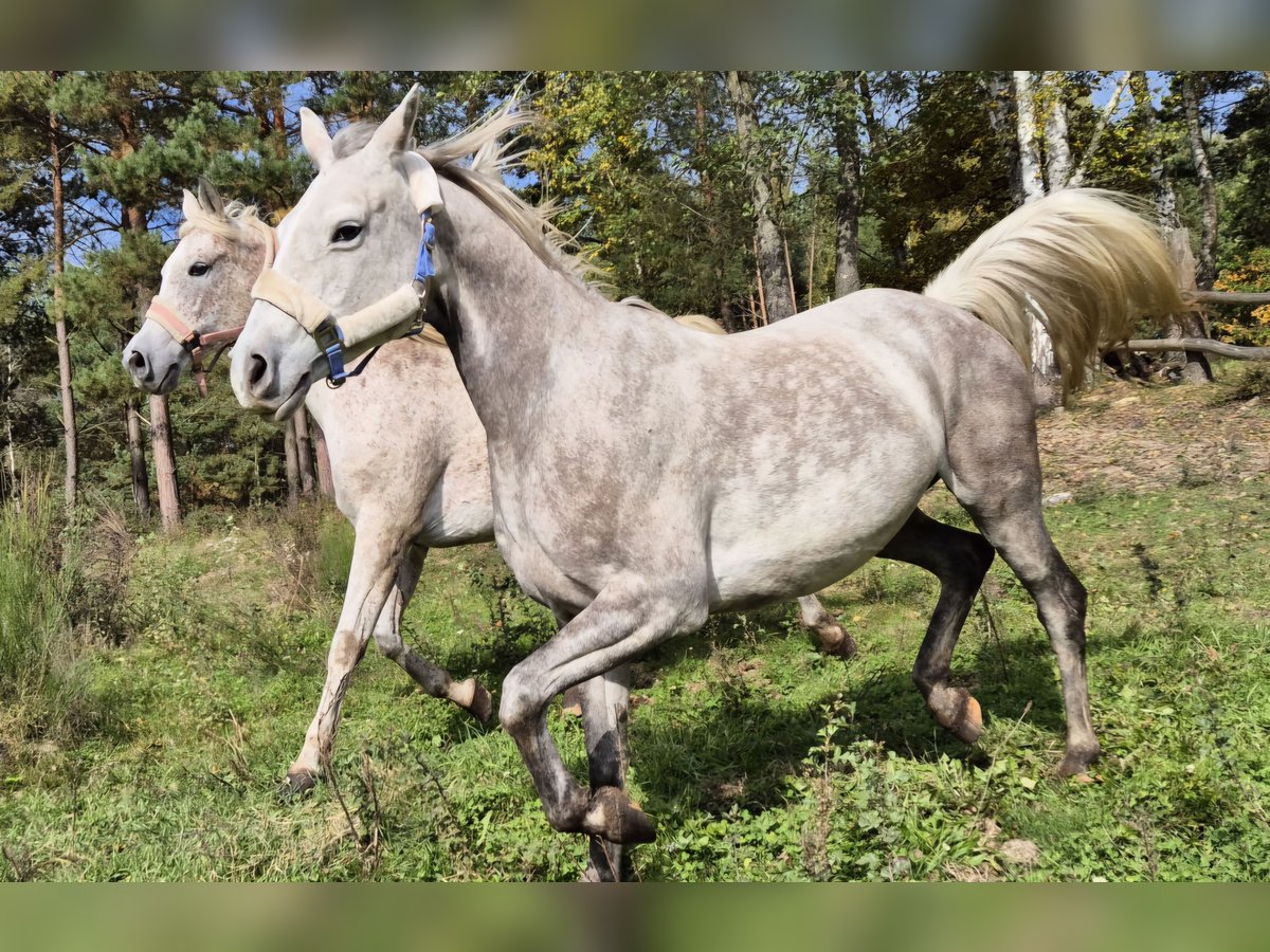 Half Arabs Mare 9 years 14,2 hh Grey in Bukowinka