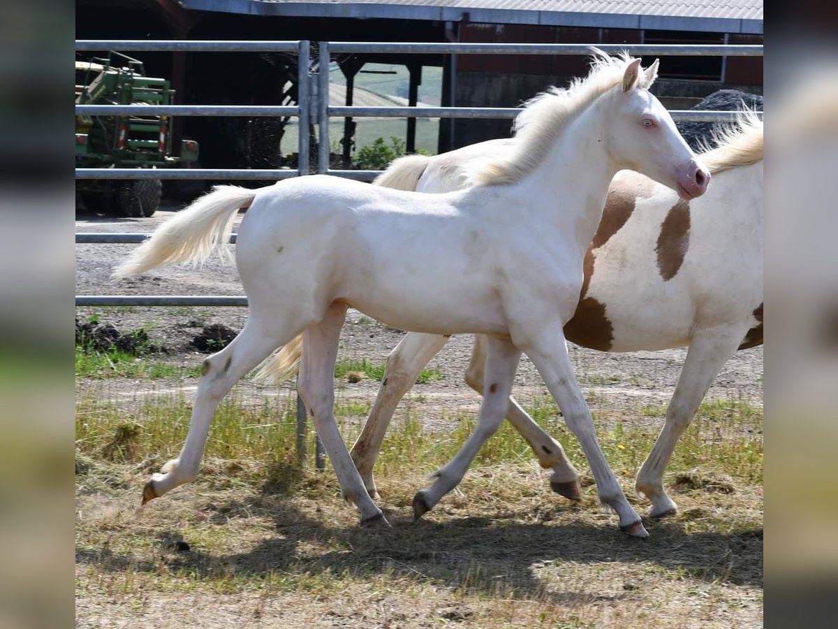 Half Arabs Stallion Foal (01/2024) Cremello in Saint palais