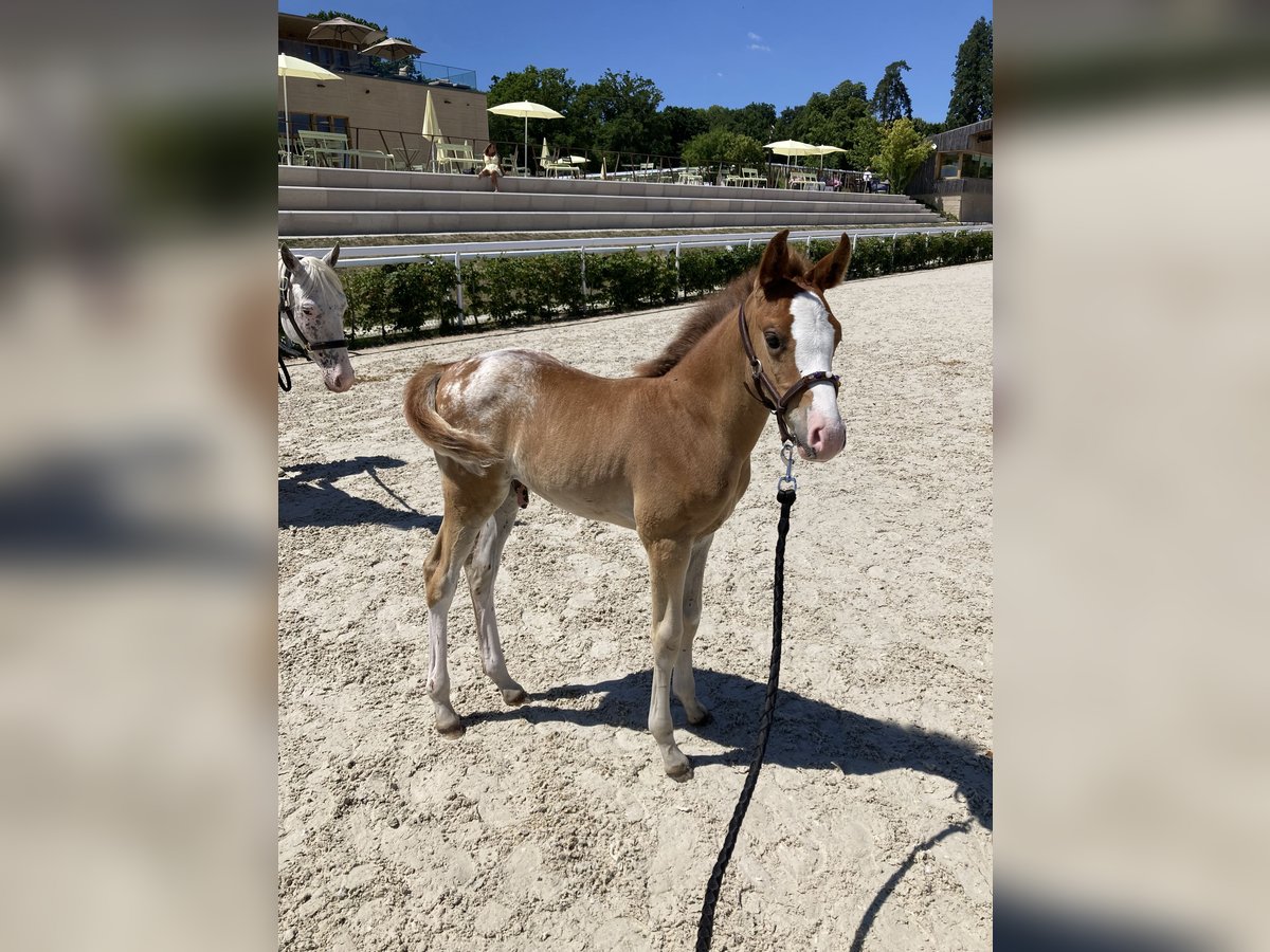Half Arabs Stallion  Leopard-Piebald in Vire