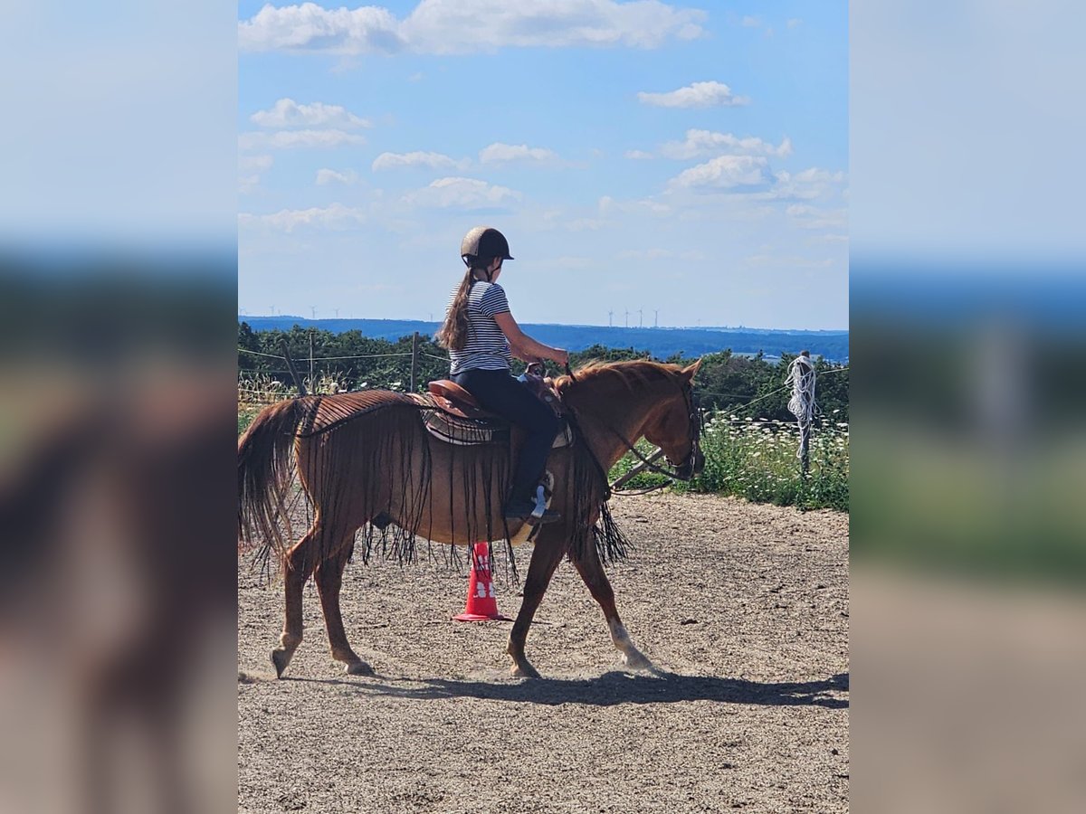 Hallöchen, ich suche ein liebes Pferdchen um das ich mich 2x die Woche ein bisschen kümmern darf