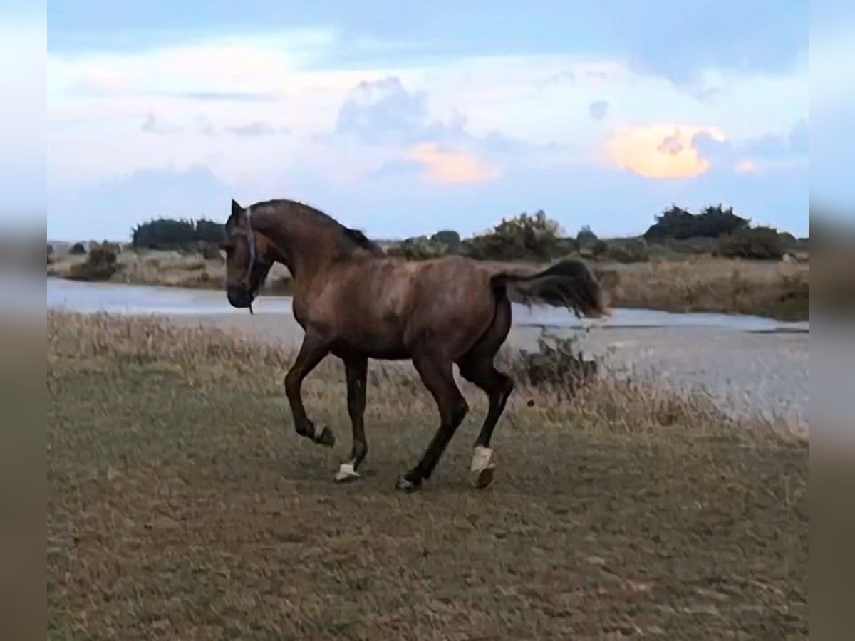 Halvaraber Hingst 2 år 153 cm in Saint-Georges-d&#39;Oléron