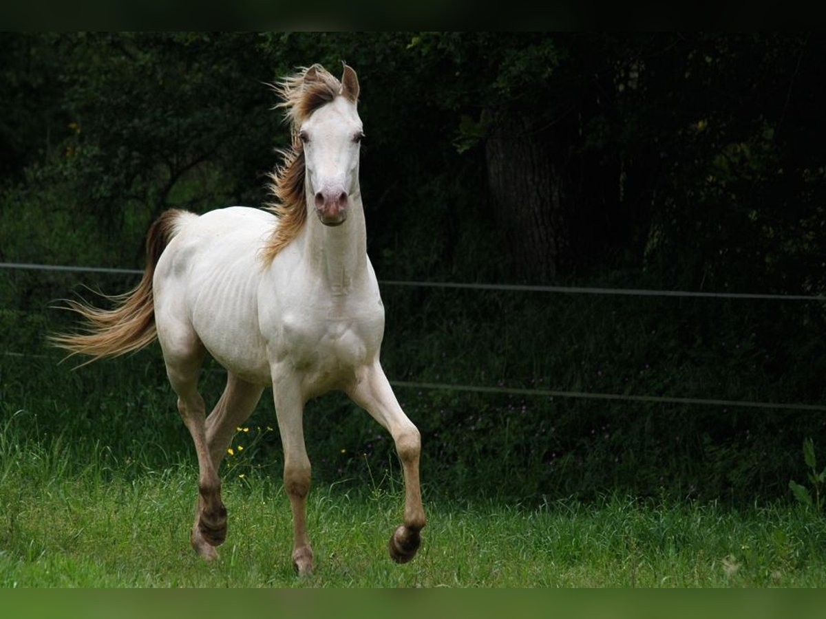 Halvaraber Hingst 2 år 158 cm Champagne in goven