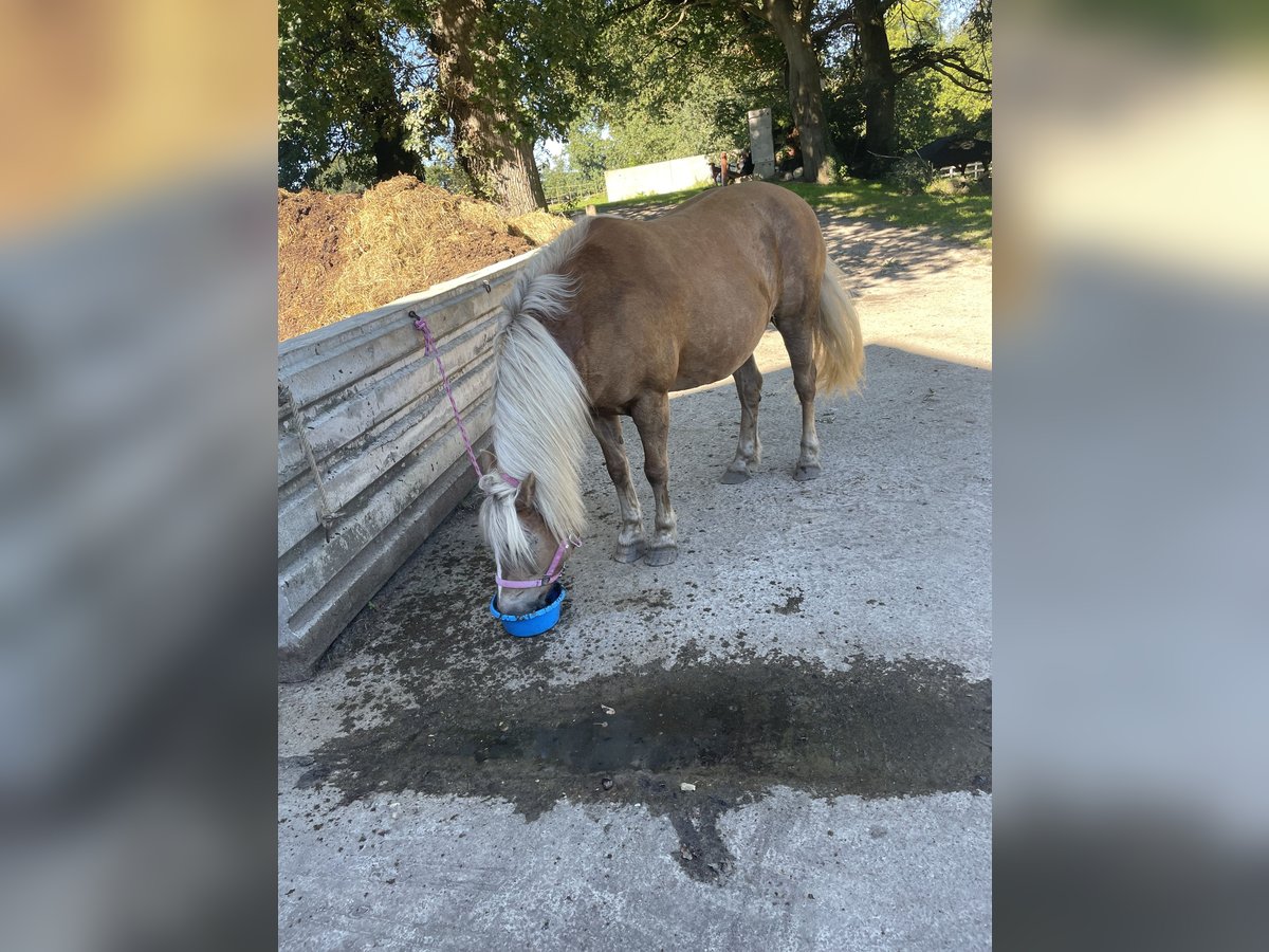 Halvaraber Sto 23 år 143 cm Ljusbrun in OberlangenOberlangen