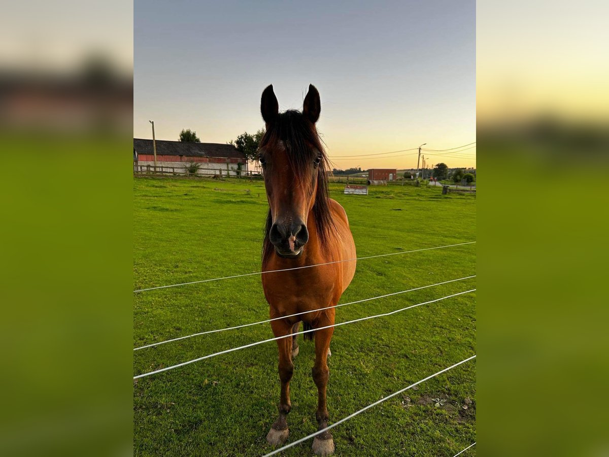 Halvaraber Valack 16 år 155 cm Rökfärgad svart in Ronse