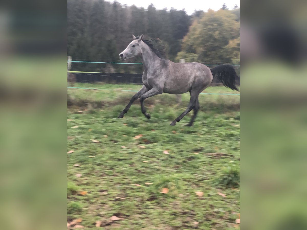 Halvaraber Valack 3 år Grå in Jussarupt