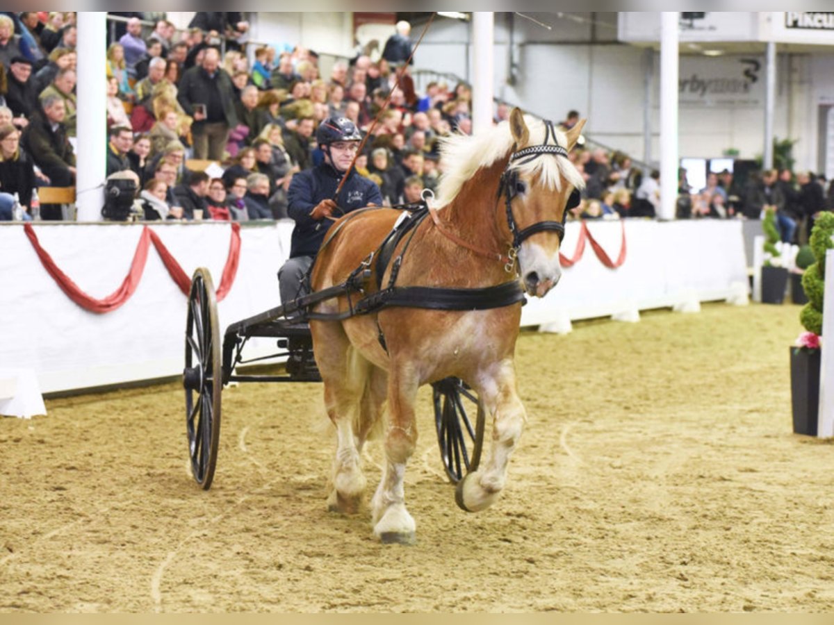 HANKE Rheinisch-Deutsches Kaltblut Hengst in Warendorf