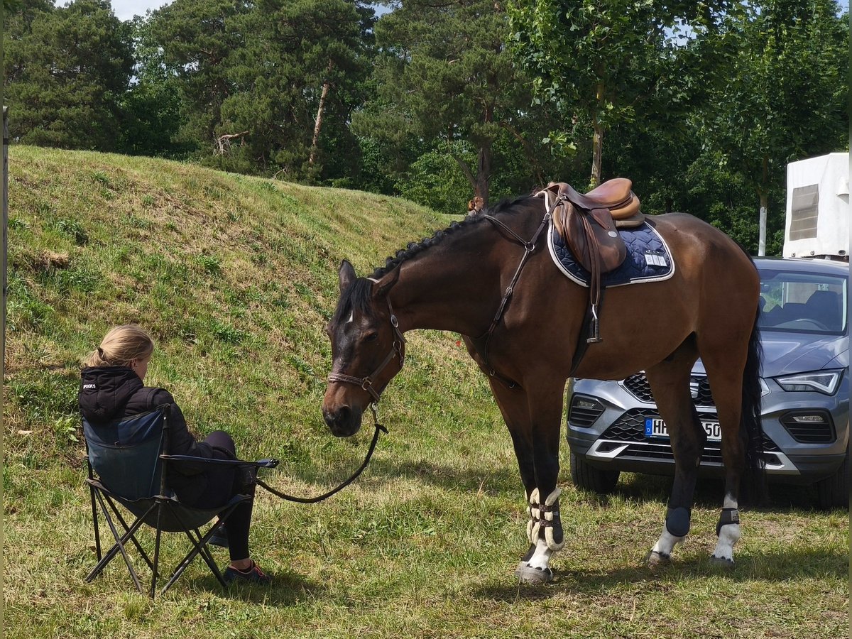 Hannover Castrone 10 Anni 170 cm Baio in Braunschweig