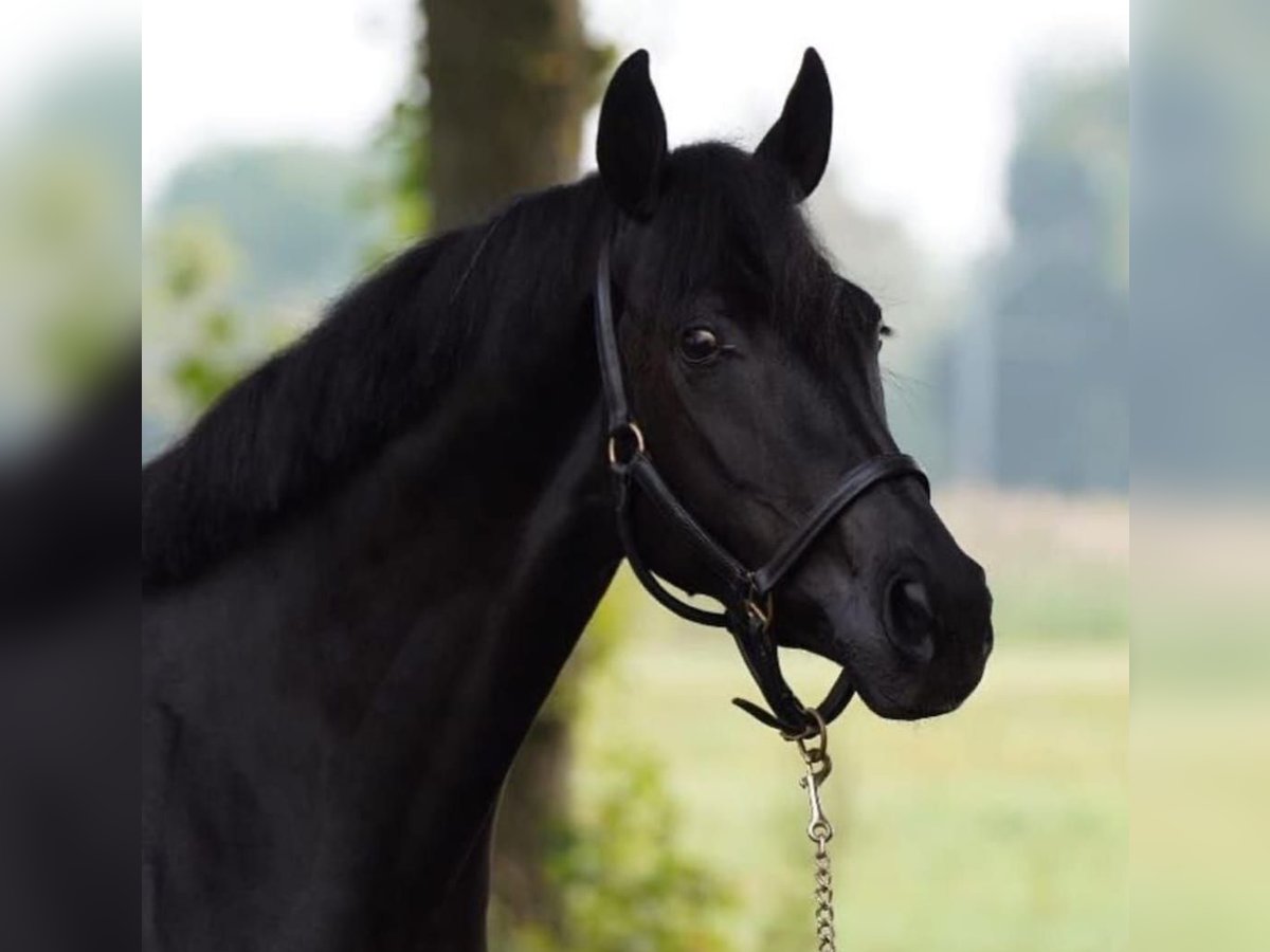 Hannover Castrone 10 Anni 171 cm Morello in Frankfurt am Main