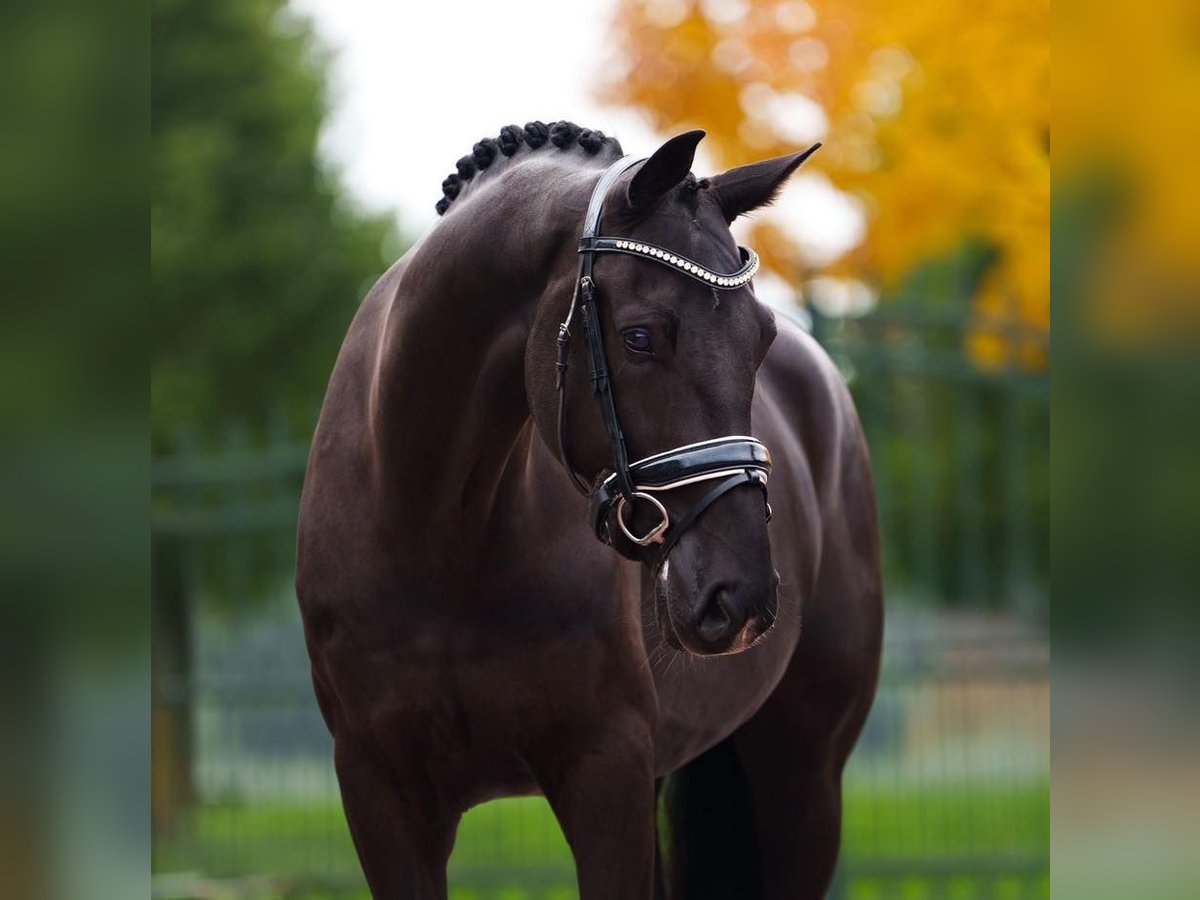 Hannover Castrone 10 Anni 172 cm in Cantu&#39; Asnago