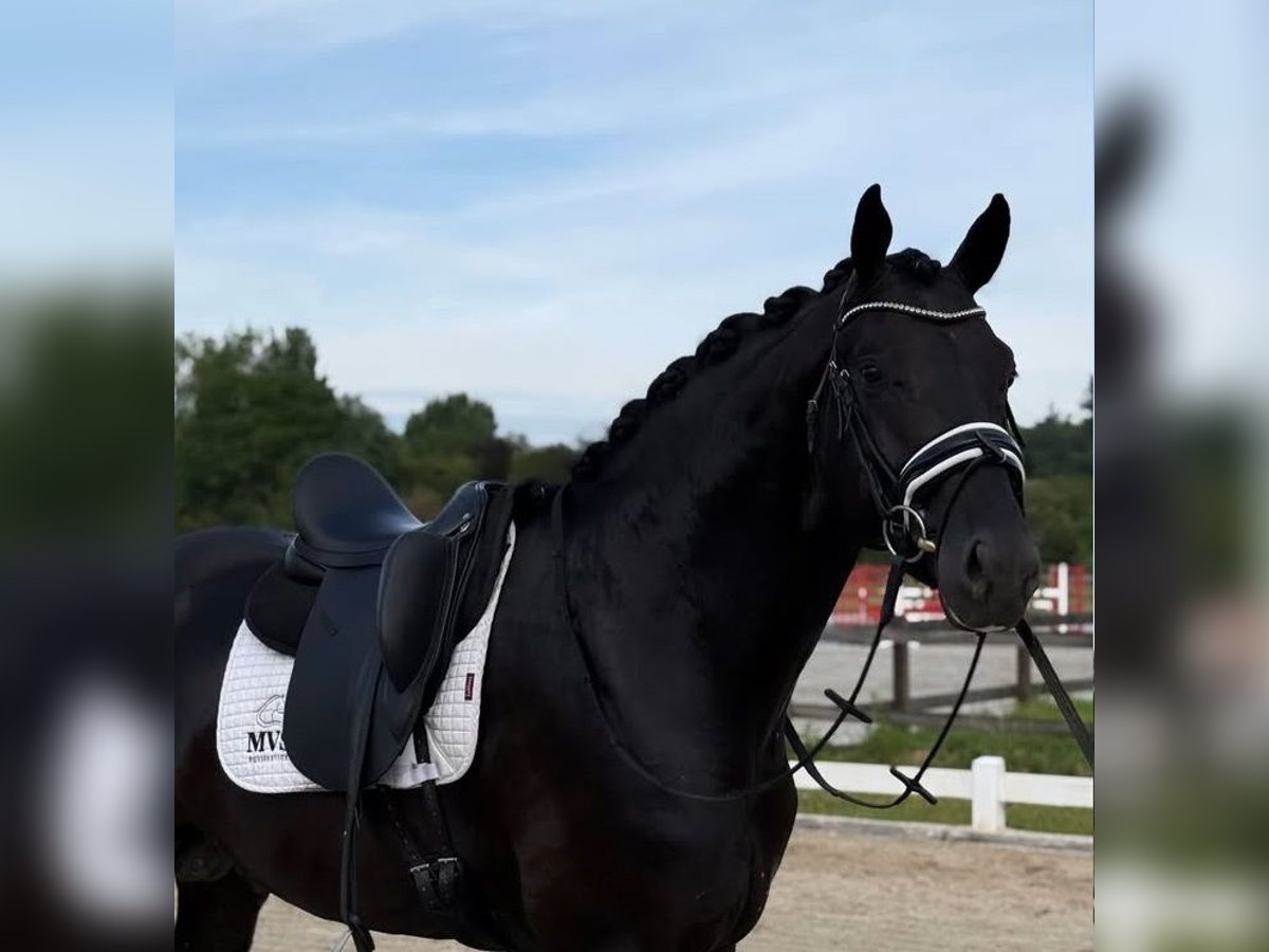 Hannover Castrone 10 Anni 172 cm in Stuttgart M&#xFC;nster