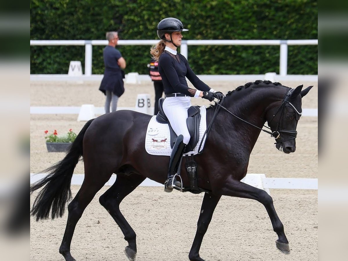 Hannover Castrone 10 Anni 172 cm in Villingen-Schwenningen