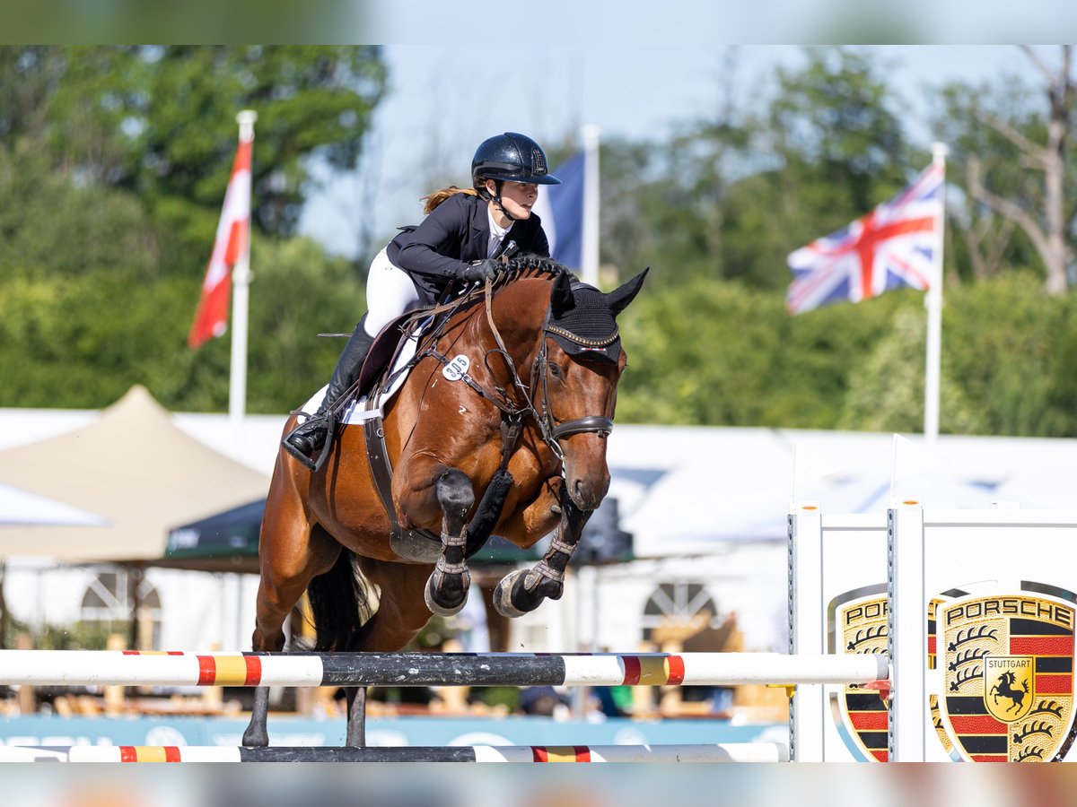 Hannover Castrone 10 Anni 173 cm Baio in &#xDC;berherrn