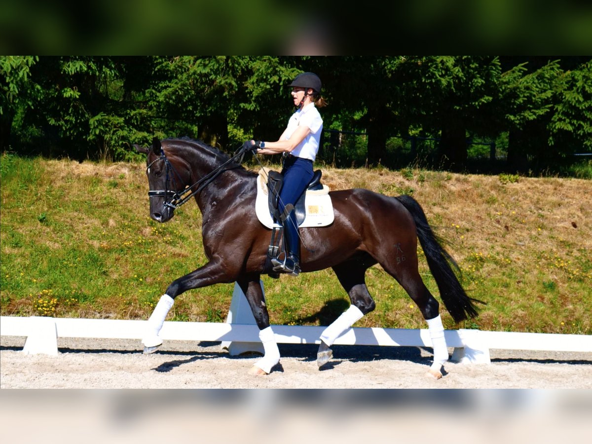 Hannover Castrone 10 Anni 175 cm Morello in Freiensteinau