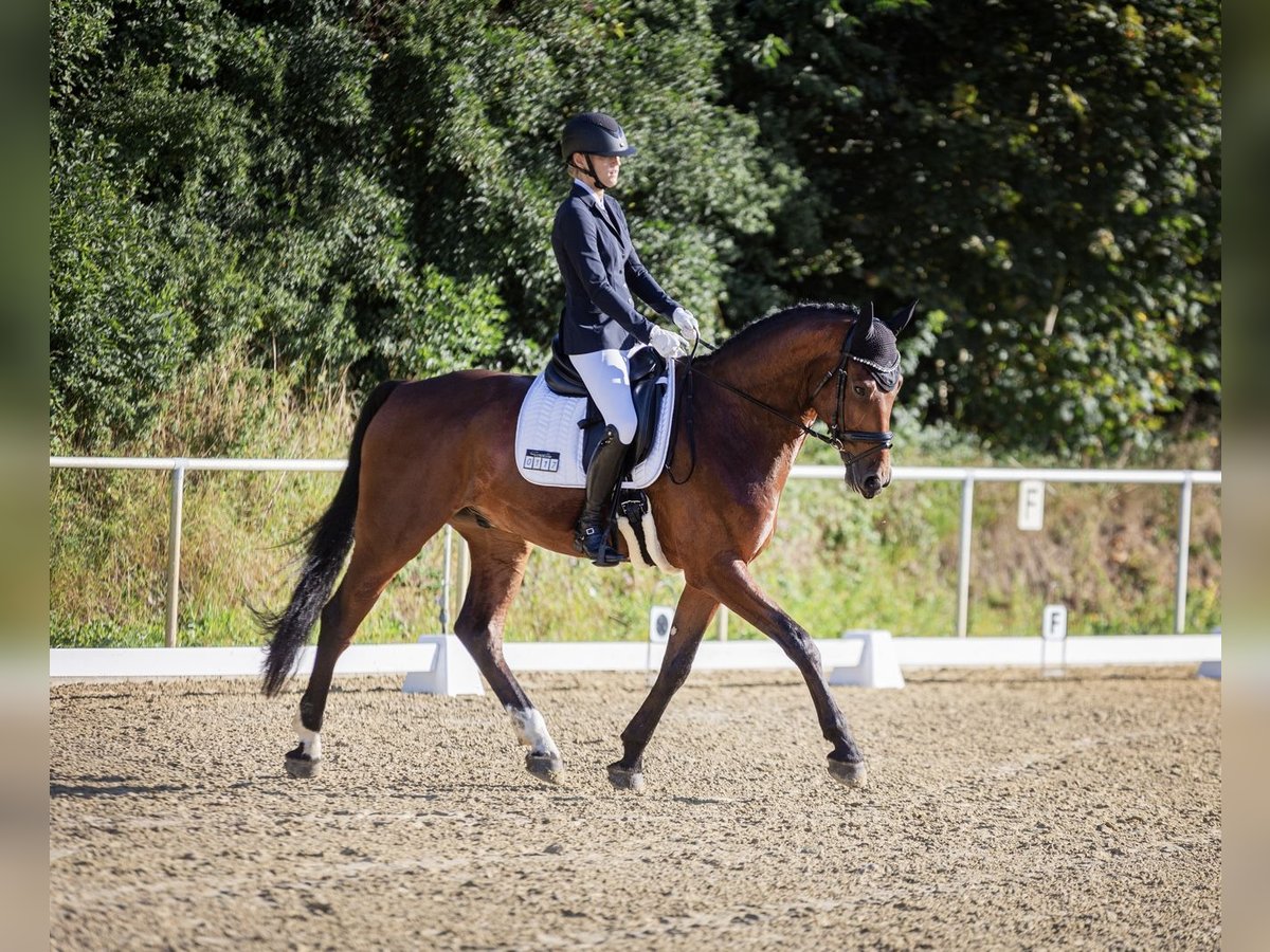 Hannover Castrone 10 Anni 176 cm Baio in Gütersloh