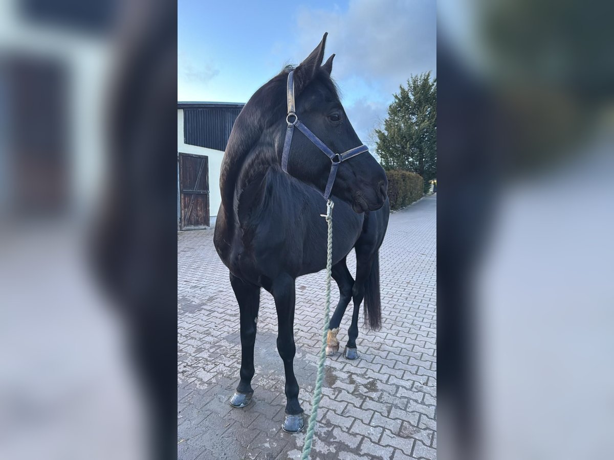 Hannover Castrone 10 Anni 182 cm Morello in Zwickau