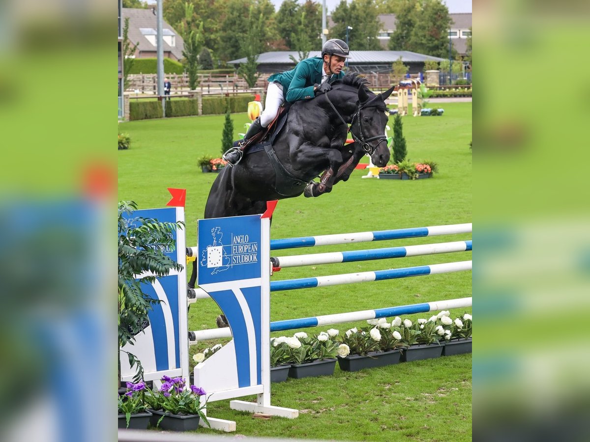 Hannover Castrone 10 Anni in Thalwil