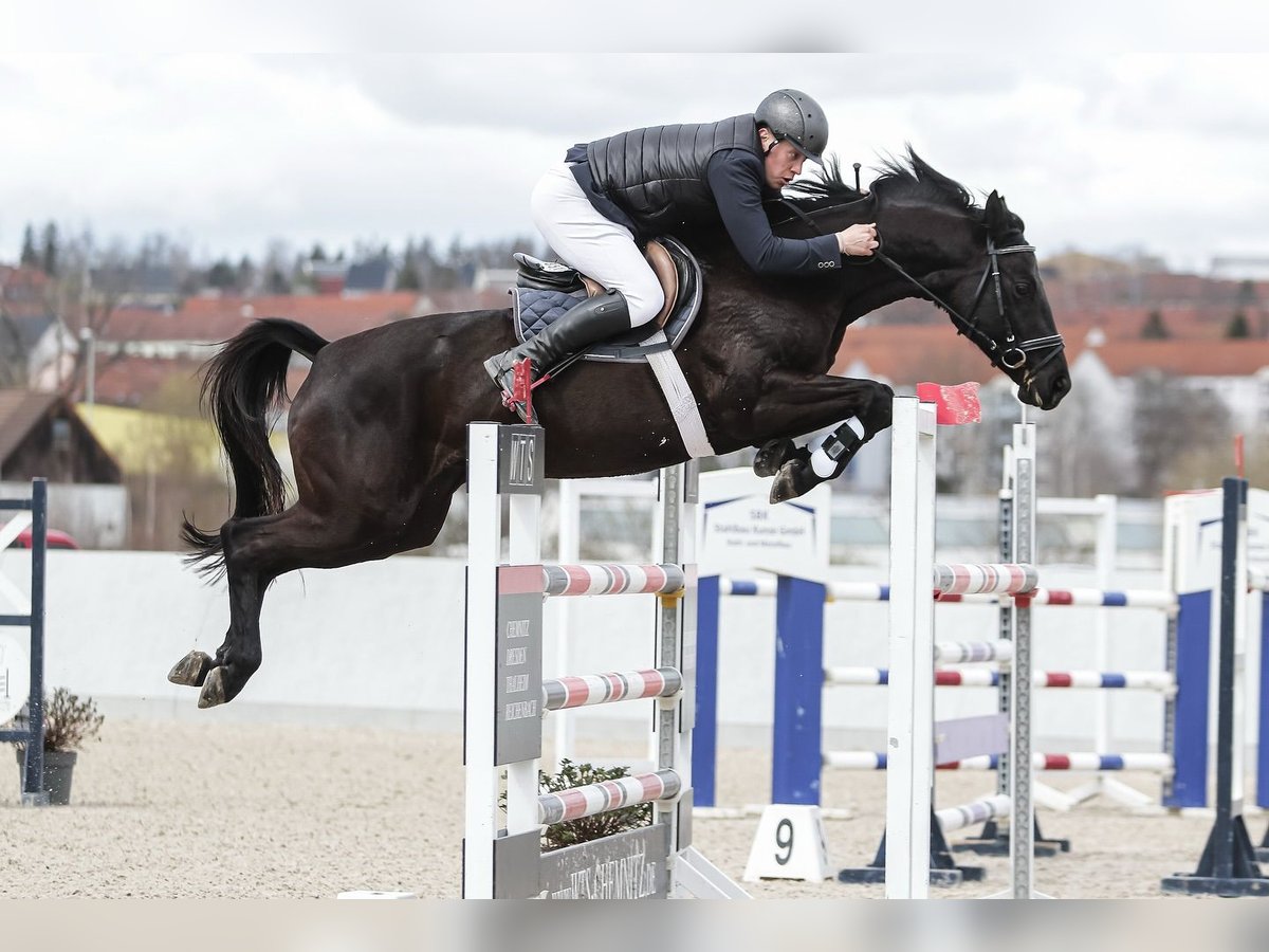 Hannover Castrone 10 Anni in Hamburg Stellingen