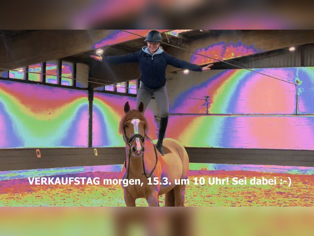 Hannover Castrone 11 Anni 165 cm Sauro in Verden (Aller)