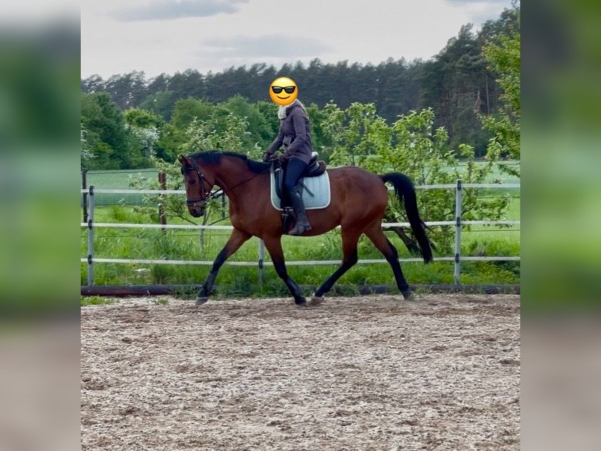Hannover Castrone 11 Anni 167 cm Baio in Winsen (Aller)