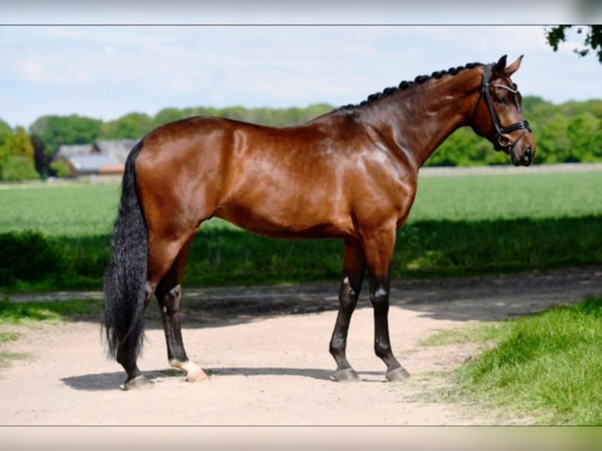 Hannover Castrone 11 Anni 180 cm Baio chiaro in M&#xFC;hldorf am Inn
