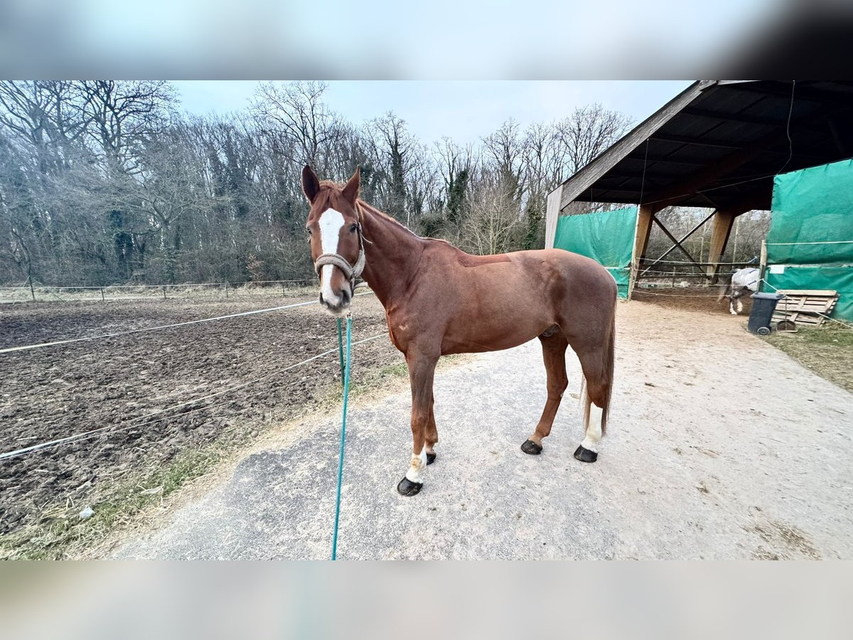 Hannover Castrone 11 Anni 180 cm Sauro in Yutz