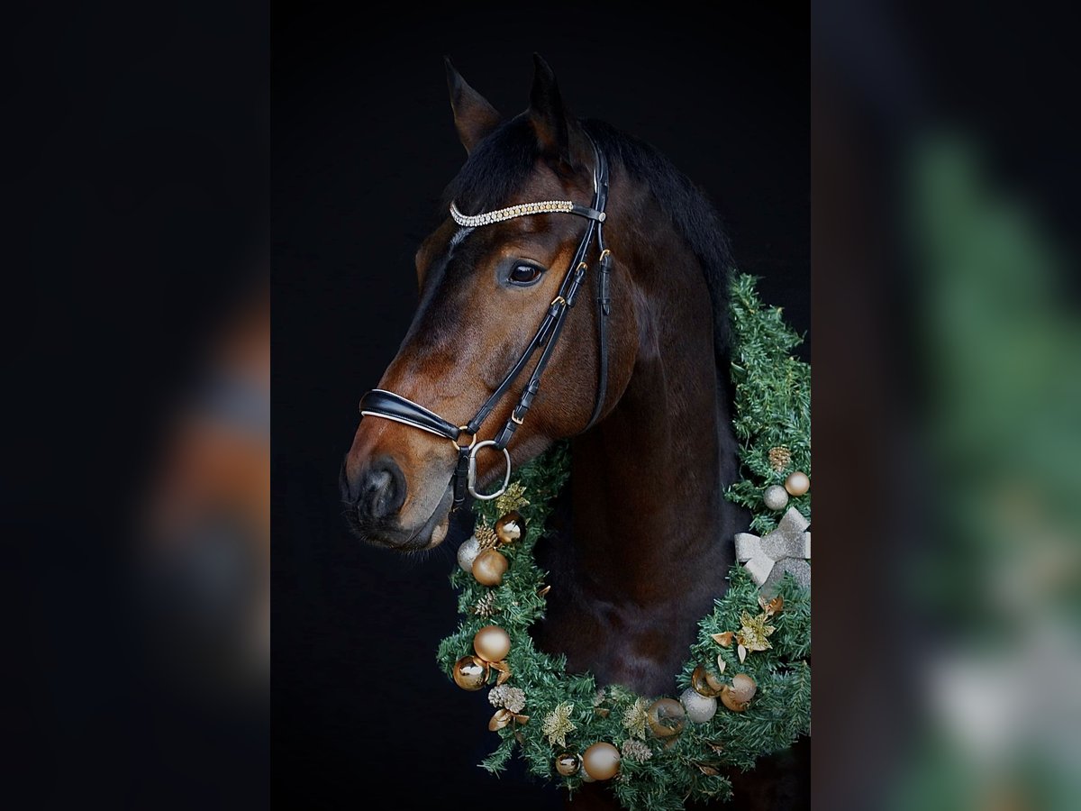 Hannover Castrone 11 Anni 181 cm Baio in Remlingen