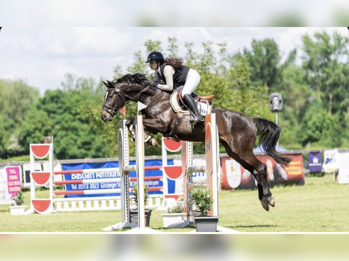 Hannover Castrone 12 Anni 163 cm Baio nero in Everswinkel