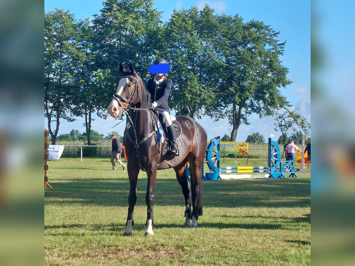 Hannover Castrone 12 Anni 168 cm Baio scuro in Sassenburg