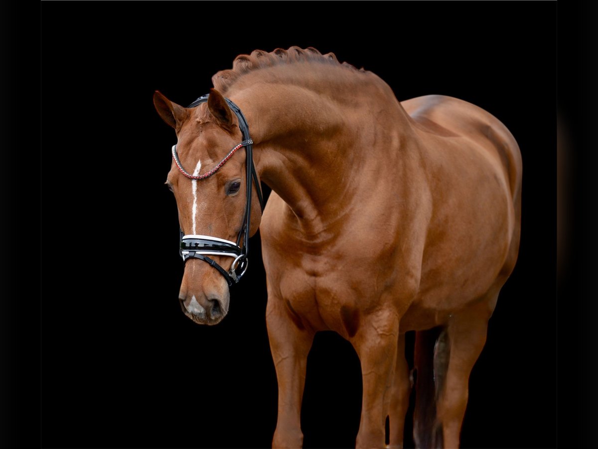 Hannover Castrone 12 Anni 170 cm Sauro in Vechta