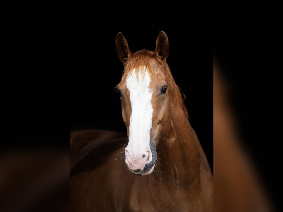 Hannover Castrone 12 Anni 170 cm Sauro in Heidenrod