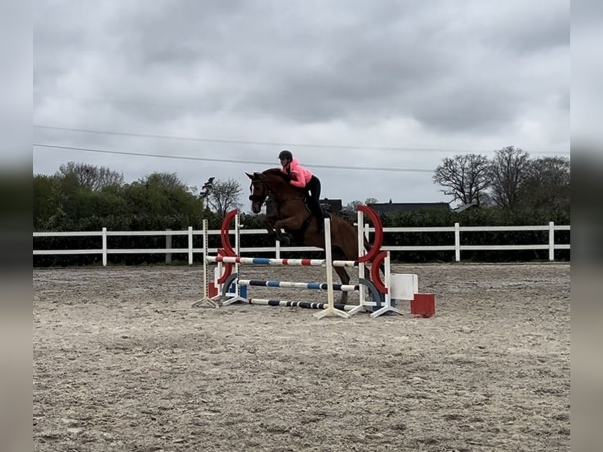 Hannover Castrone 12 Anni 172 cm Sauro in Vechta