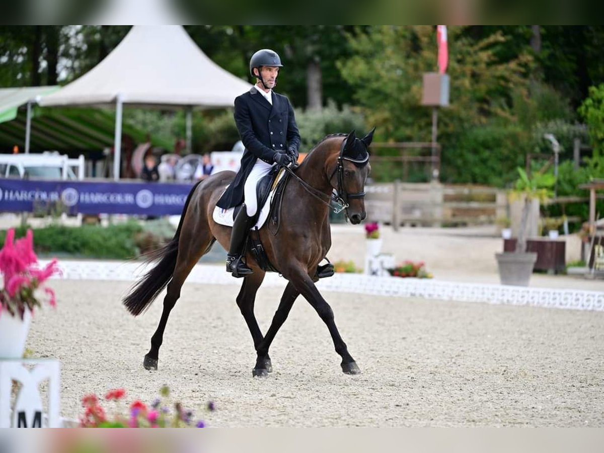 Hannover Castrone 13 Anni 168 cm Baio scuro in SAUMUR