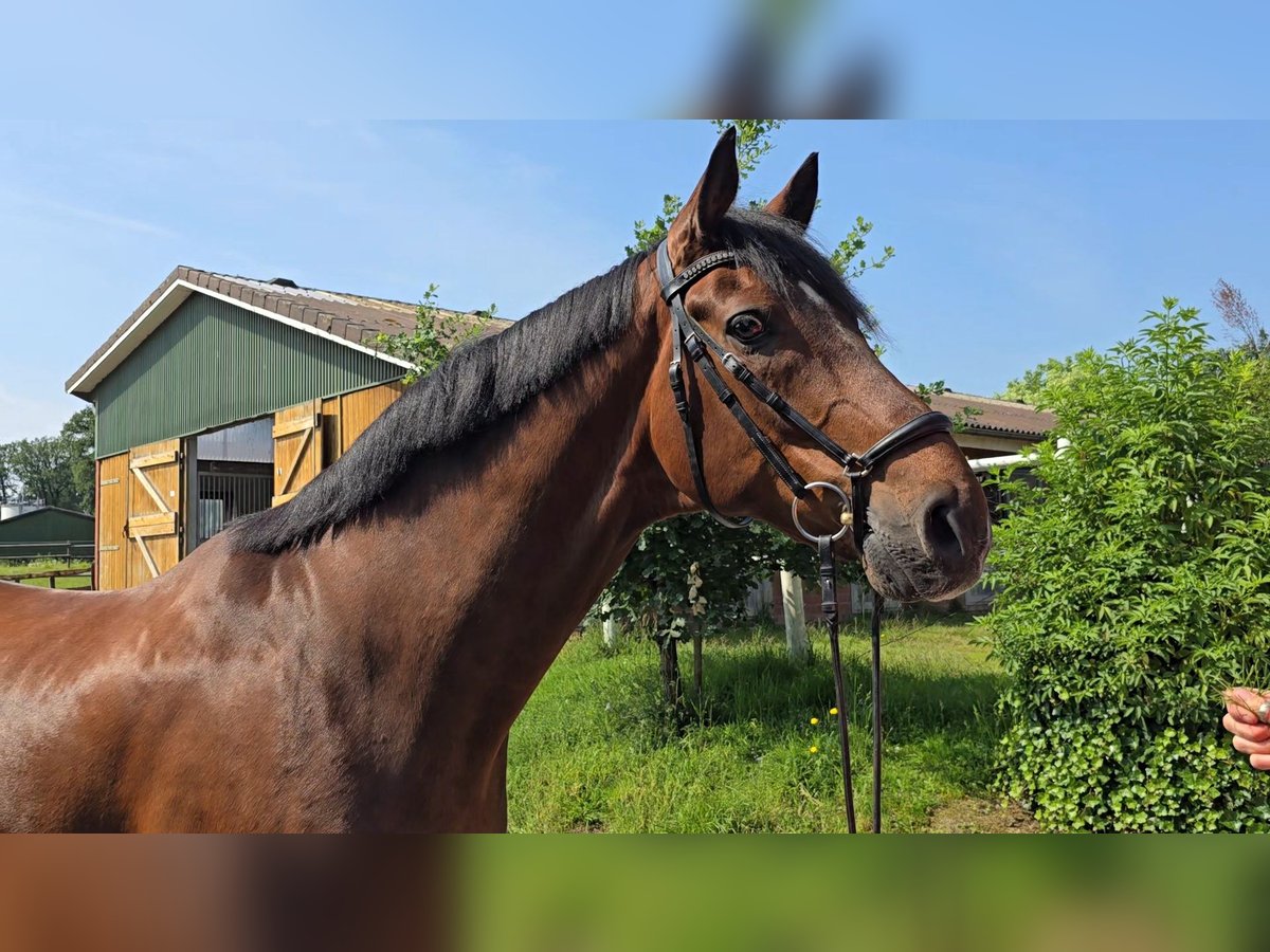 Hannover Castrone 13 Anni 173 cm Baio in Bargstedt-Ohrensen