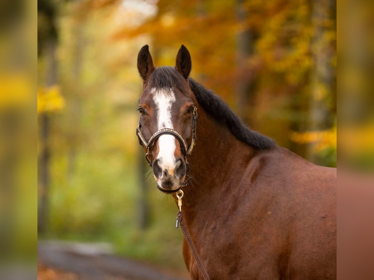 Hannover Castrone 14 Anni 160 cm Baio in Nisterau