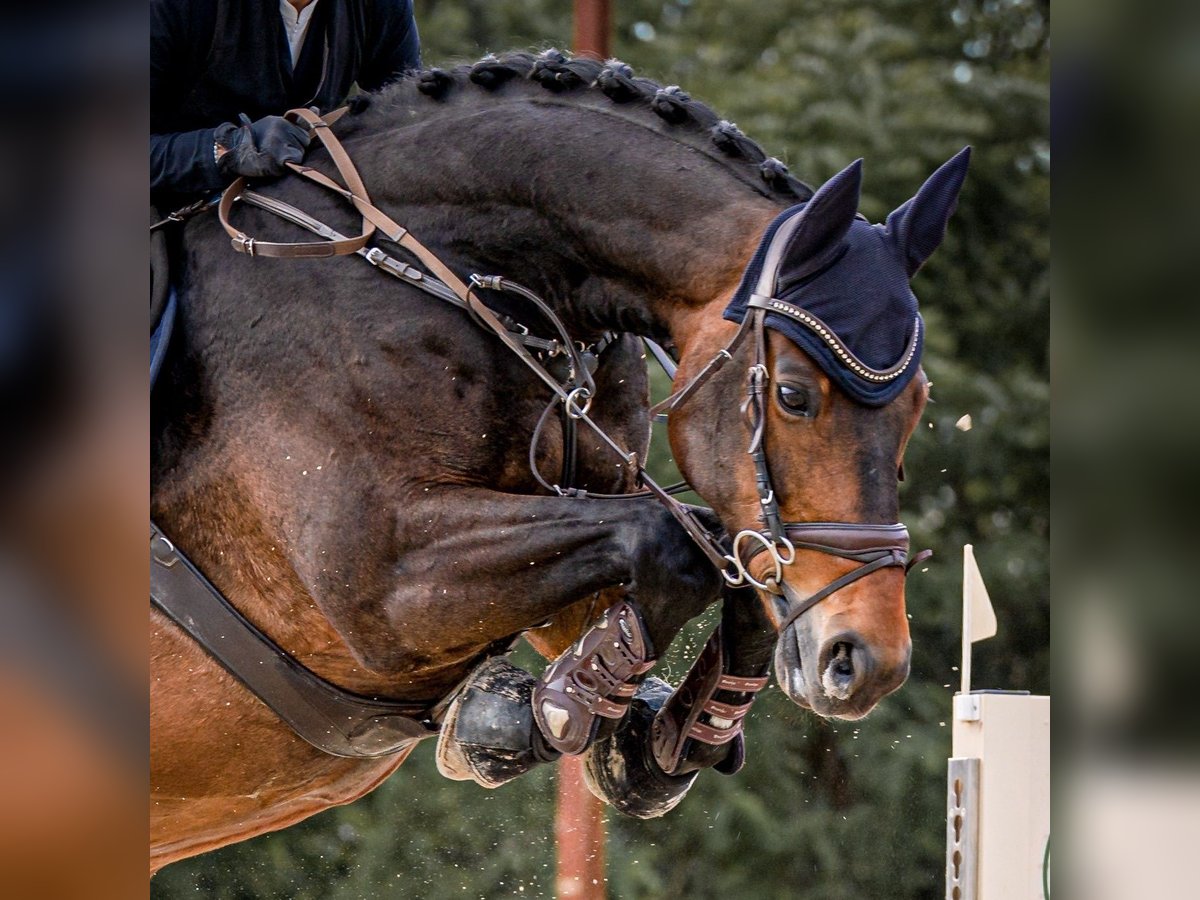 Hannover Castrone 14 Anni 170 cm Baio scuro in Rheinbach