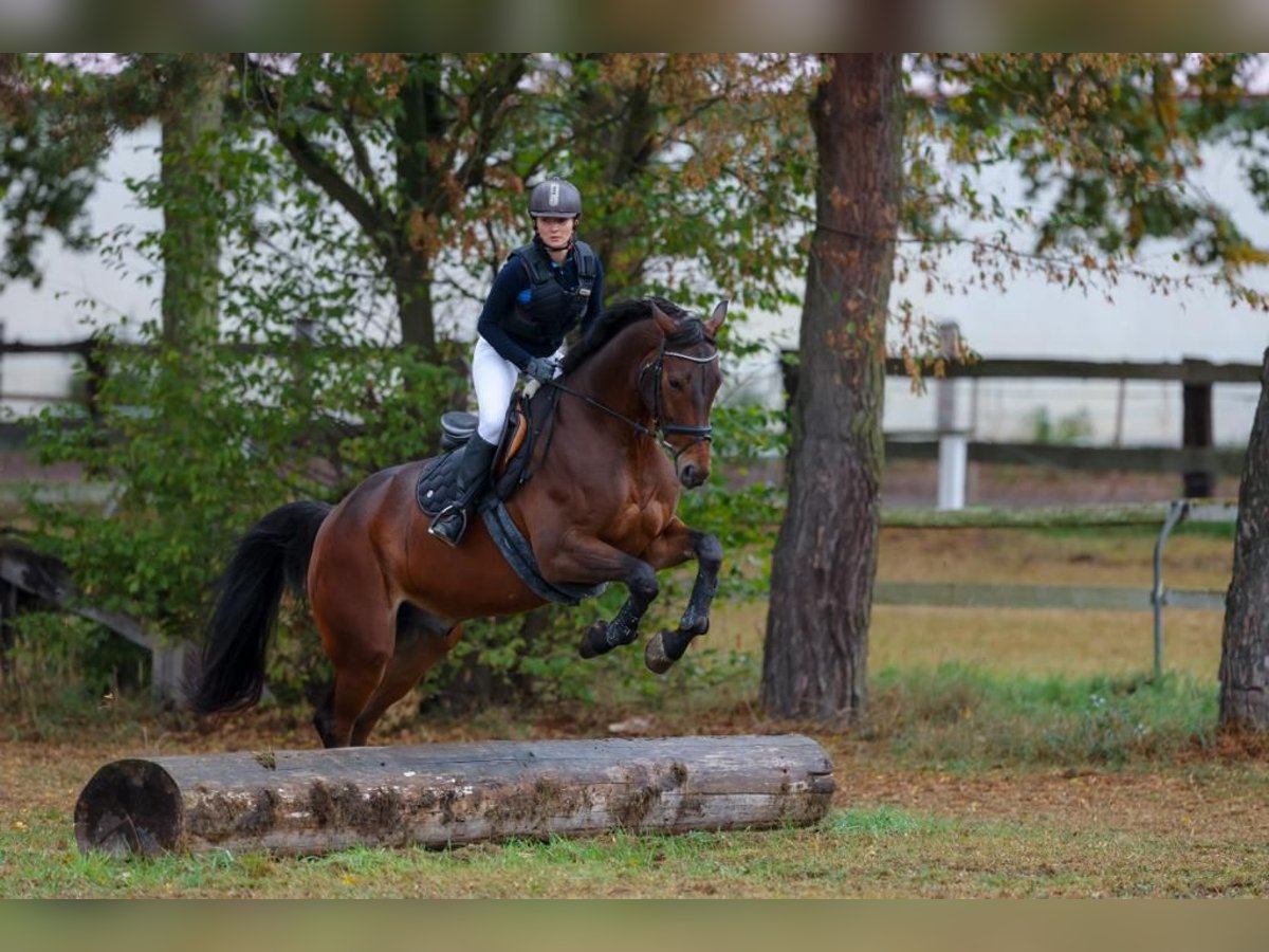 Hannover Castrone 14 Anni 173 cm Baio in Wiesloch