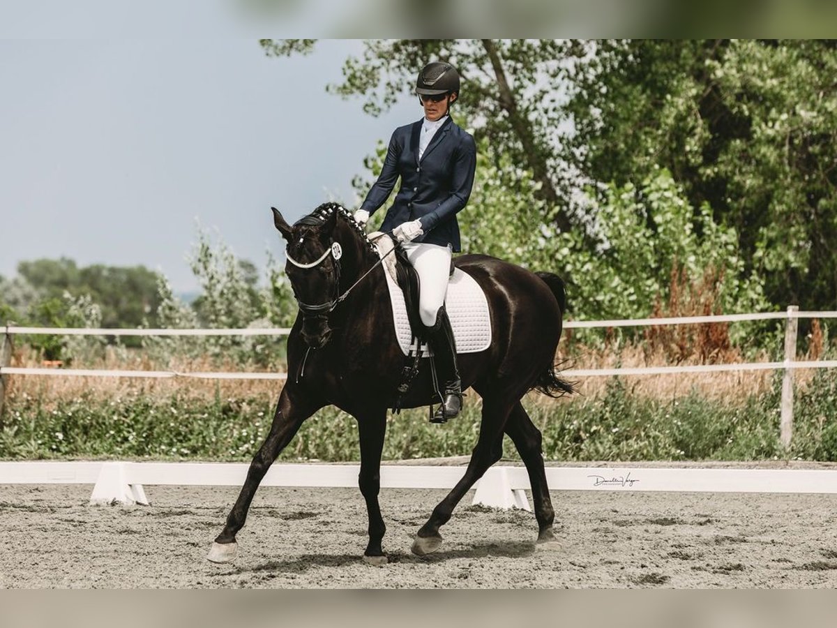 Hannover Castrone 14 Anni 173 cm Morello in Boulder, CO