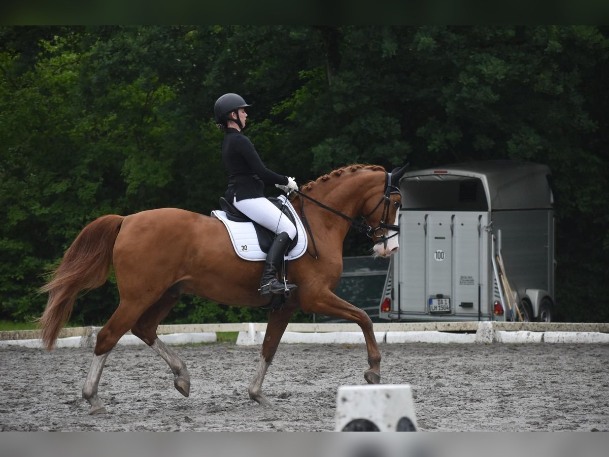 Hannover Castrone 14 Anni 173 cm Sauro in Seligenstadt